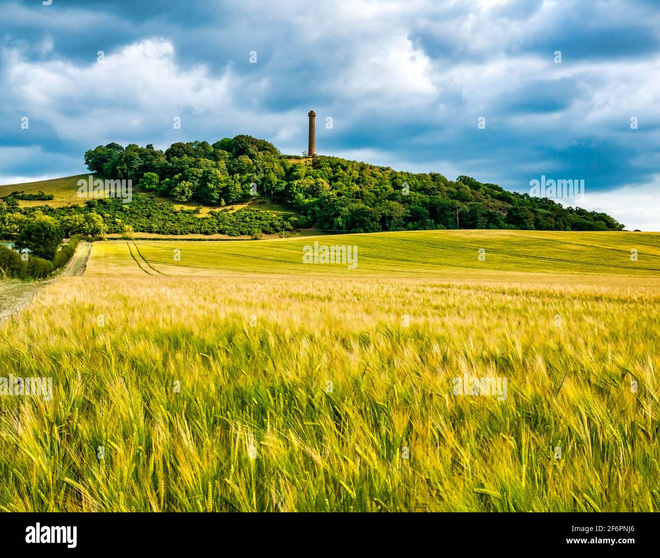 Campo de cultivo de cebada soplando en brisa el soleado día de verano con una vista de la torre de la colina del monumento victoriano en Byres Hill, East Lothian, Escocia, Reino Unido Foto de stock