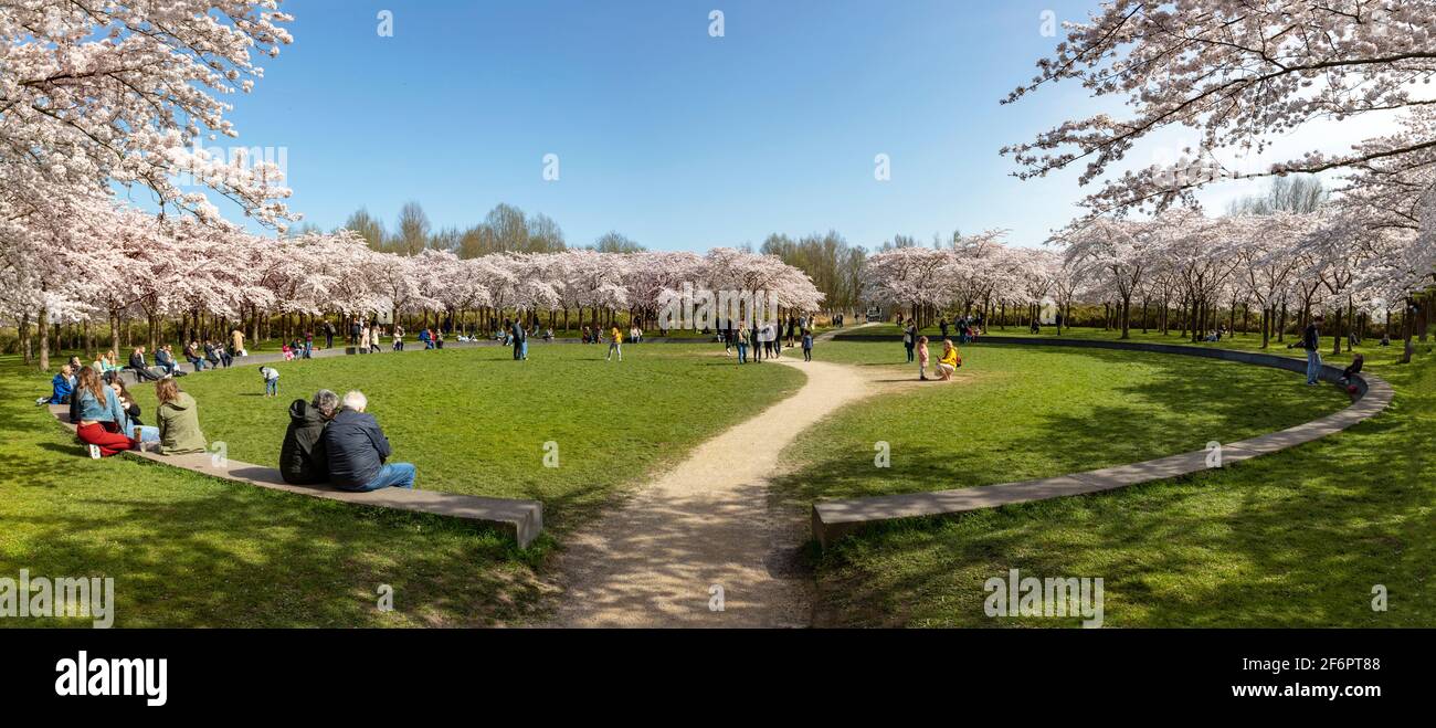 Vista panorámica de los cerezos en flor ( Prunus × yedoensis ) en plena floración, Bloesempark, Amsterdamse bos, Amstelveen, Holanda del Norte, Países Bajos Foto de stock