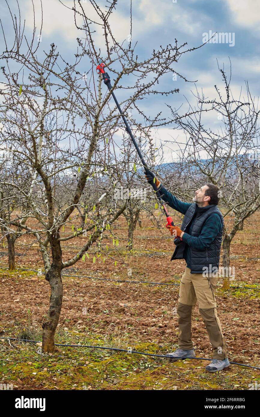 Agricultor con cizalla de poda eléctrica, Viña, Rioja, España, Europa. Foto de stock