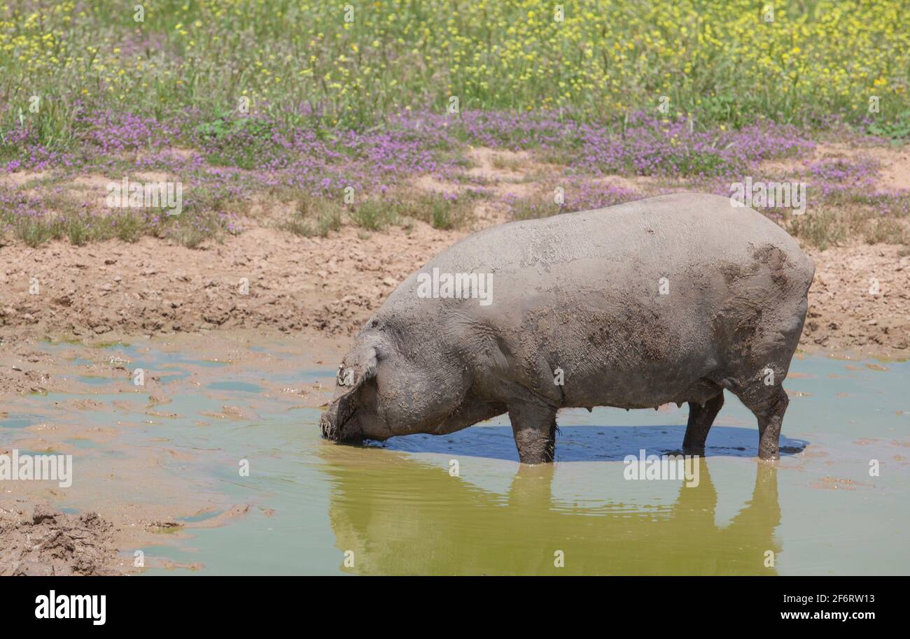 Raza sin pelo de cerdo ibérico negro. Extremadura, España. Disfrutar del barro. Foto de stock