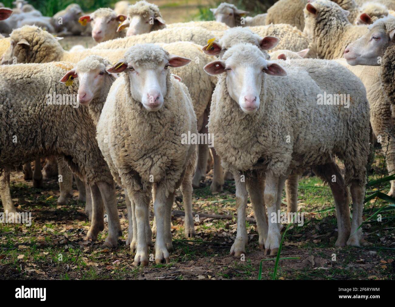 Rebaño de ovejas. Ovis aries. Foto de stock