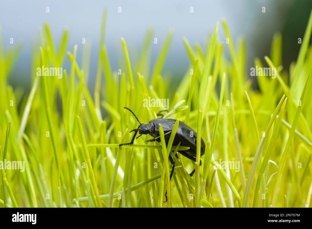 Cucaracha negra que vive en el ecosistema verde de la pradera de la hierba, insectos animales vida salvaje Foto de stock