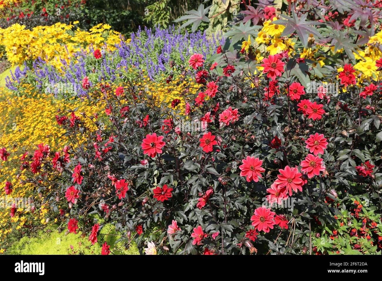 Jardín de flores ordenado y ordenado. Foto de stock