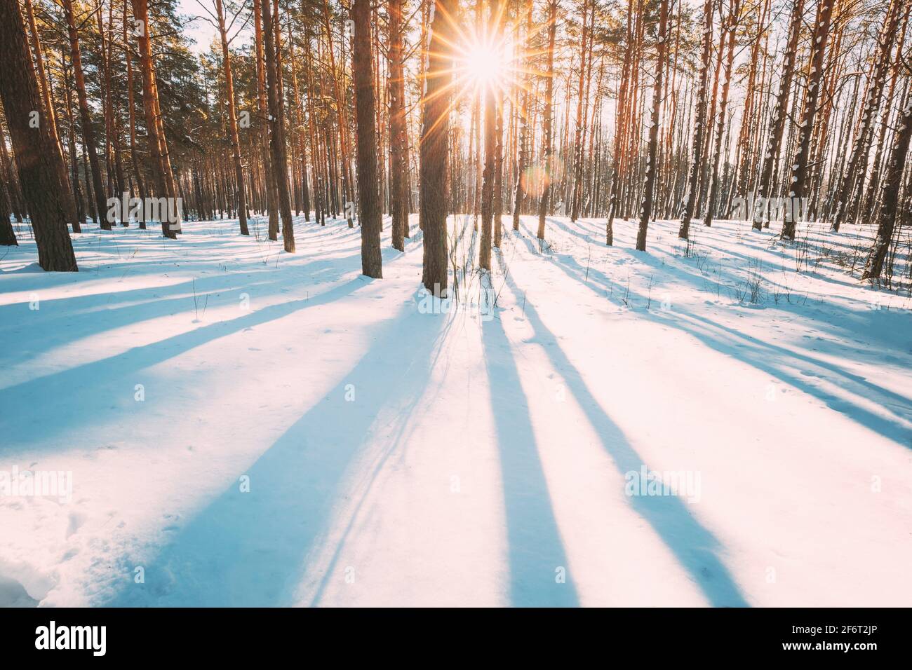 Sol Sol Luz del sol a través de pinos helados Bosque de Trunks congelados  en invierno Snowy Coniferous Bosque Paisaje. Hermosos bosques en el bosque  Fotografía de stock - Alamy
