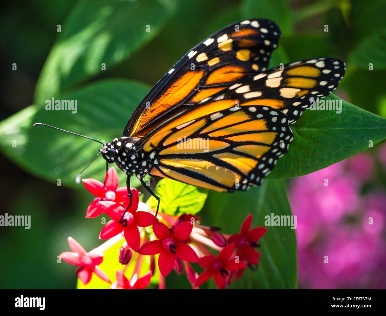 Mariposa monarca (Danaus plexippus). Foto de stock