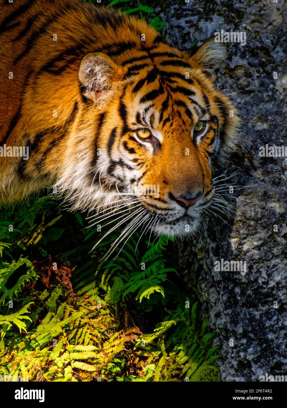 El tigre (Panthera tigris) es la especie de gato más grande, más reconocible por su patrón de rayas verticales oscuras en piel rojiza-anaranjada con un Foto de stock