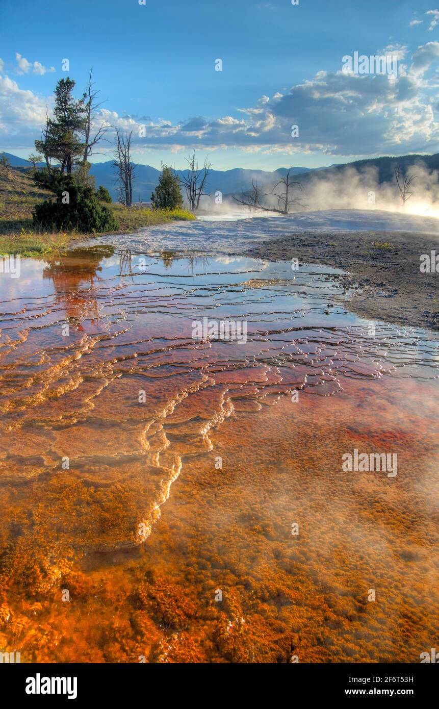Mammoth Hot Springs. Parque Nacional Yellowstone. Wyoming. EE.UU. Foto de stock