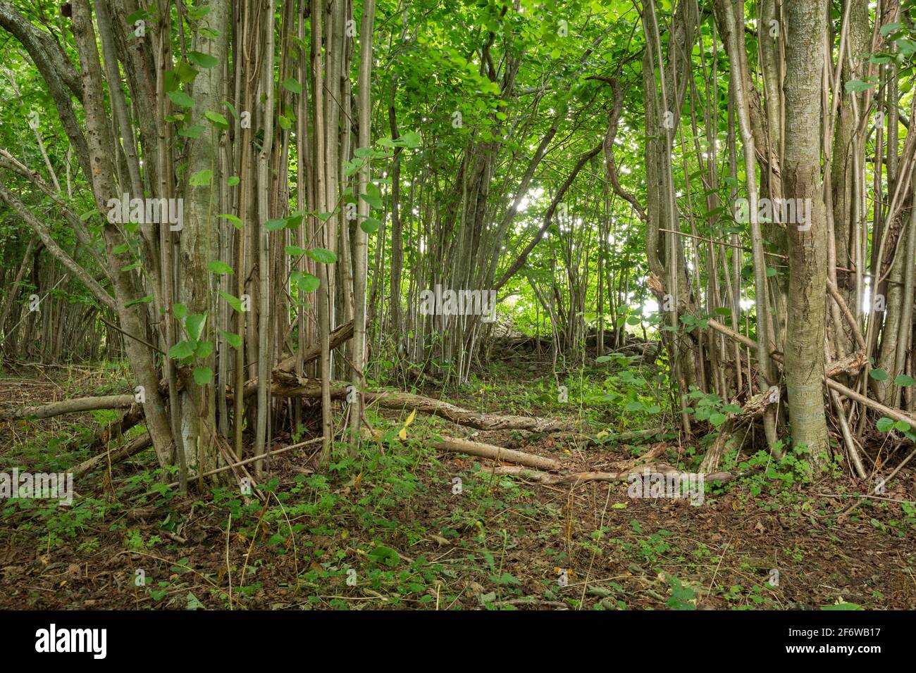 Árboles de avellana Con madera viva y seca, este tipo de ambiente es importante para muchos insectos en peligro de extinción Foto de stock