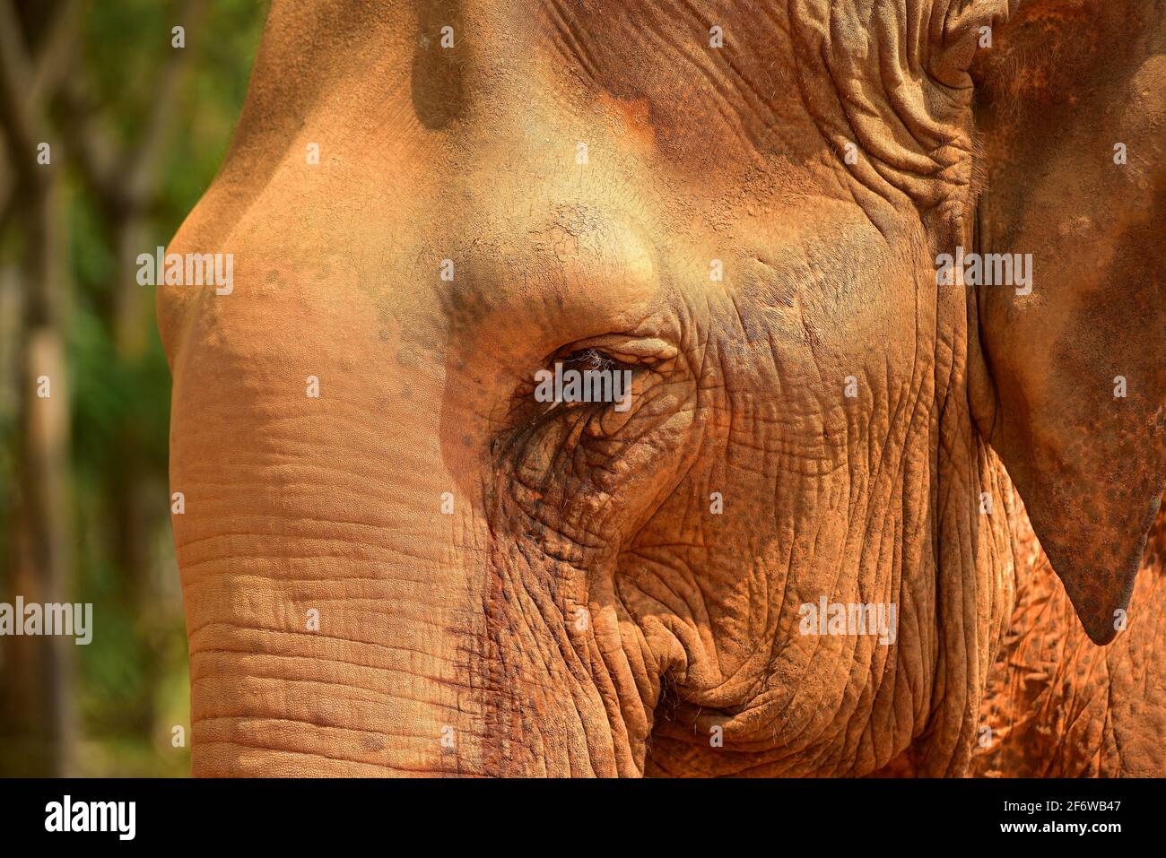 Elefante asiático o asiático (Elephas maximus), detalle de cabeza. Chiang Mai, Tailandia. Foto de stock