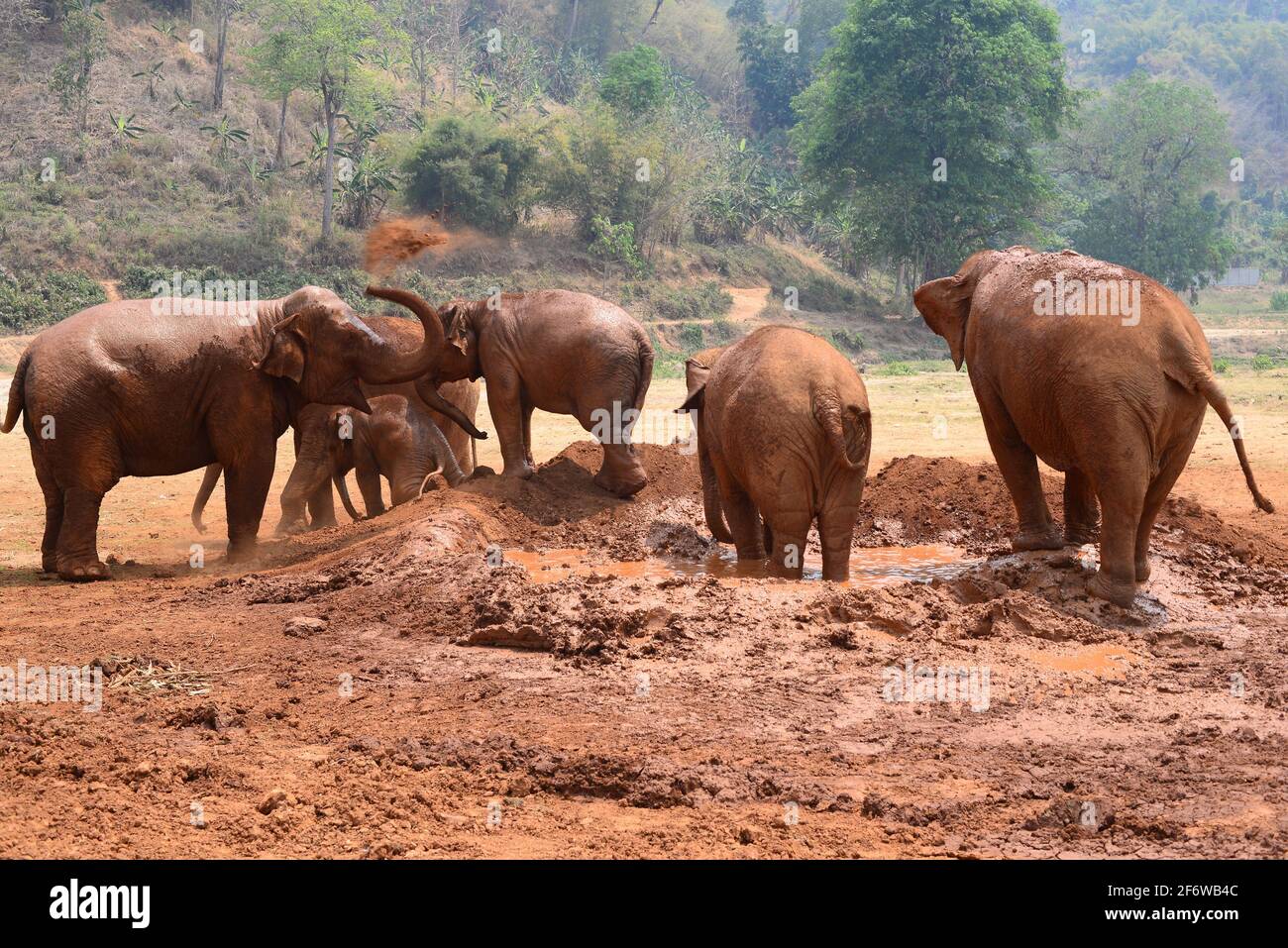 Elefante asiático o asiático (Elephas maximus) tomando un baño de barro. Chiang Mai, Tailandia. Foto de stock