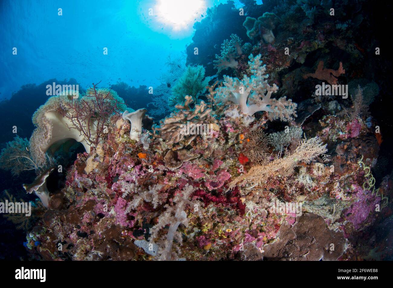 Corales (clase Anthozoa) con sol en el fondo, sitio de buceo de la pared de la baliza, isla Nyata, cerca de Alor, Indonesia. Foto de stock