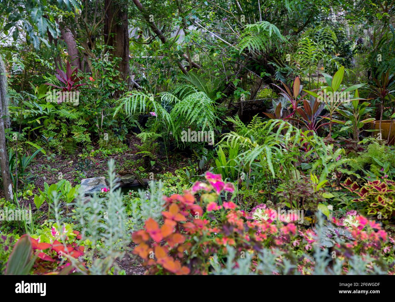 Exuberante jardín subtropical con helechos verdes, plantas de follaje de colores - cordylines y coleus, bajo un dosel de árboles en Australia Foto de stock