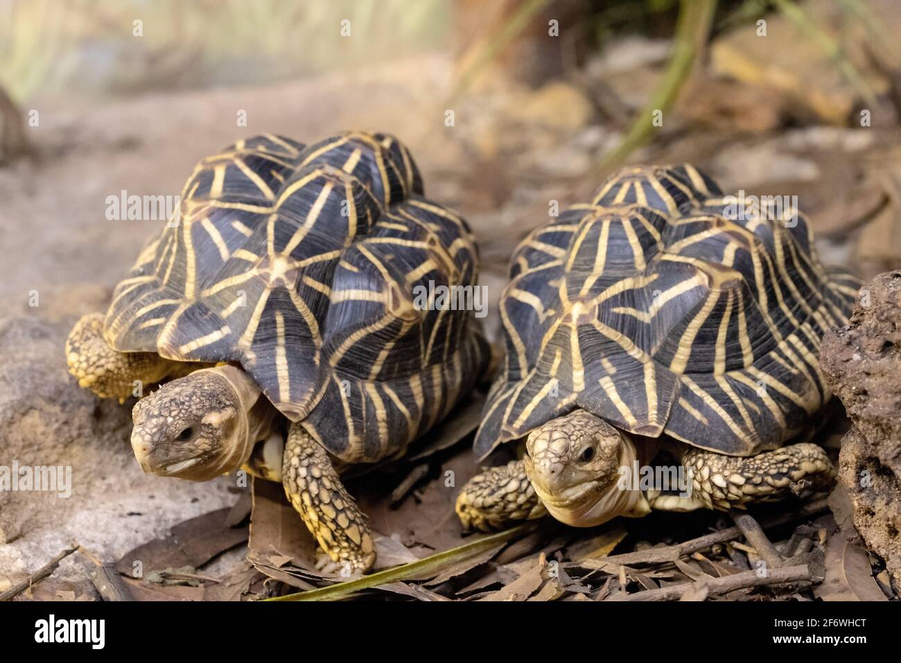 Tortuga Estrella India Alta Amarilla