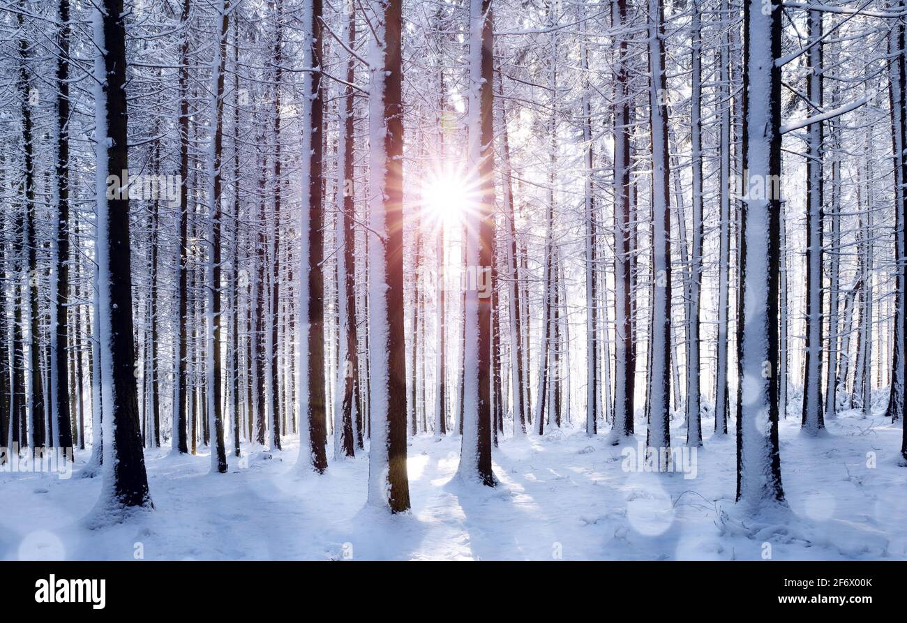 Amanecer en el bosque entre los troncos de los árboles en invierno. Paisaje nevado en la madera. Foto de stock