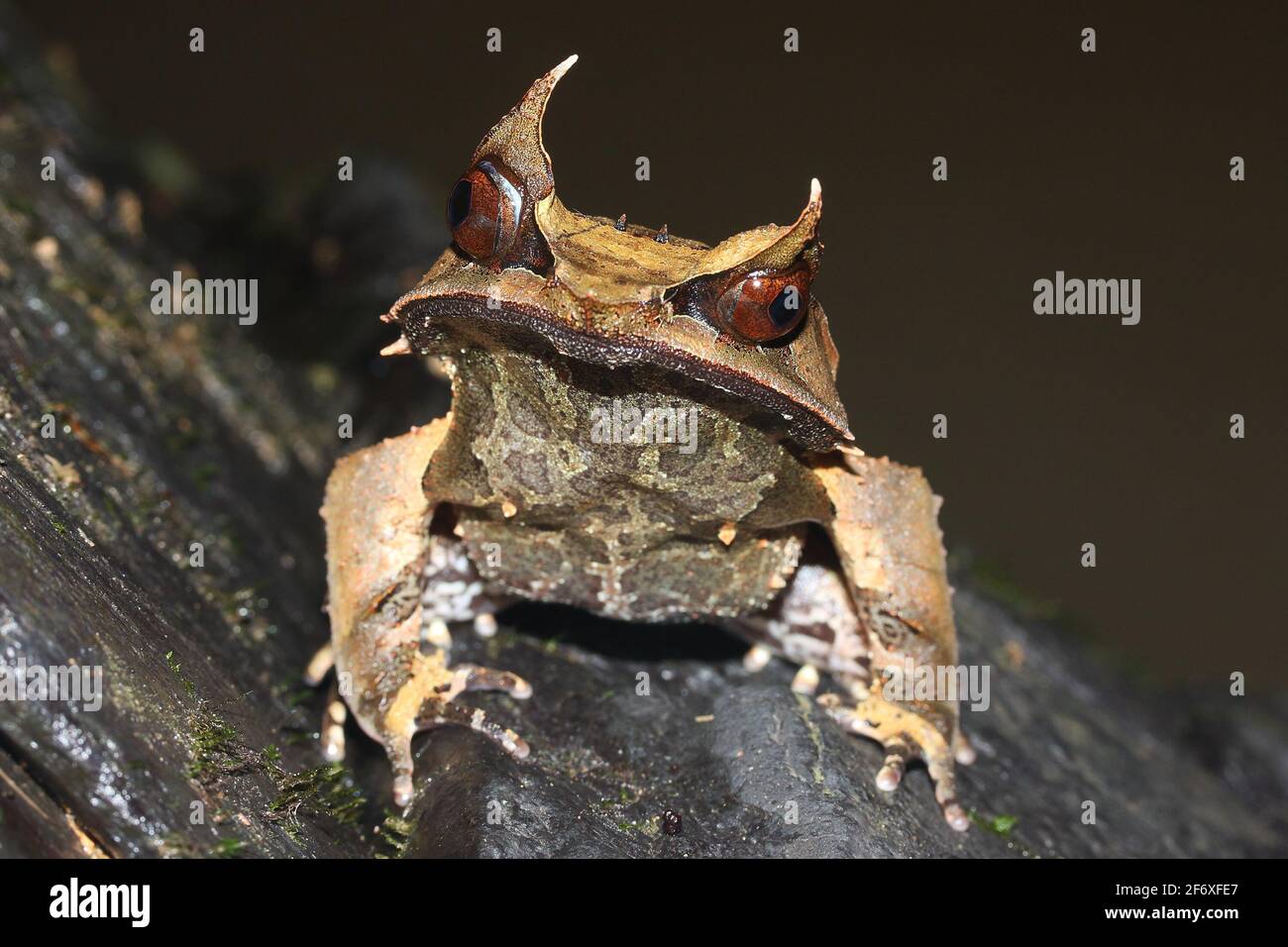 Rana de nariz larga (Megophrys nasuta) de la selva tropical de Borneo