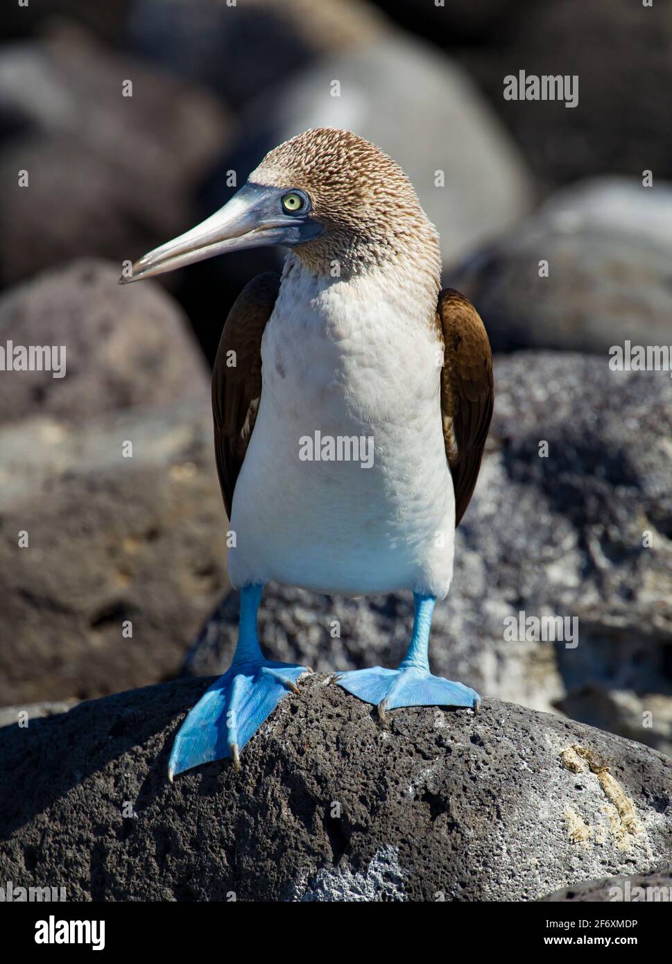 Booby de patas azules (Sula nebouxii) macho adulto Foto de stock