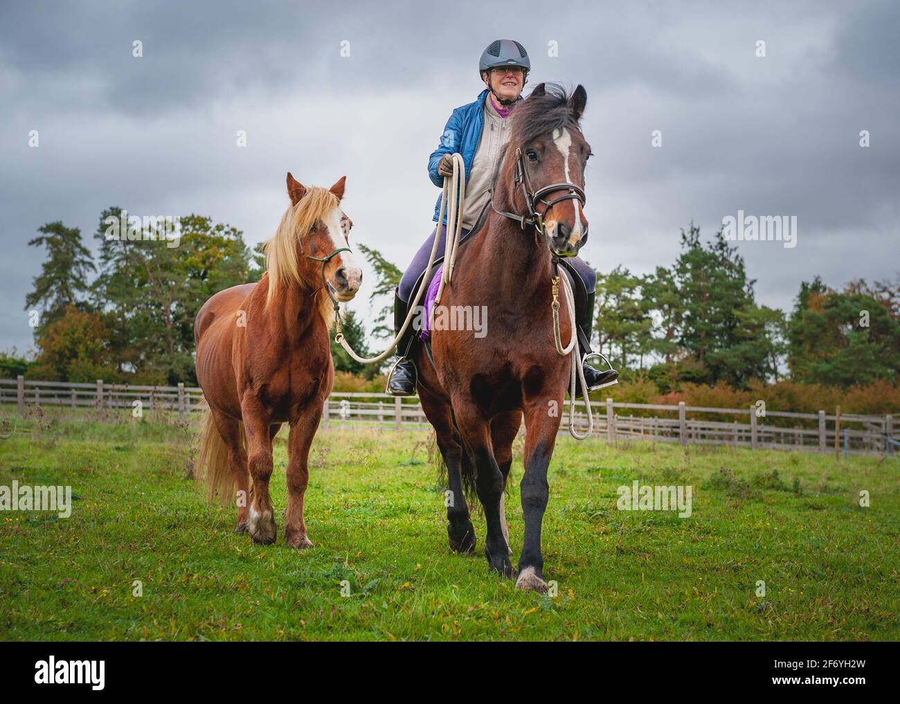 Ponis galeses con el dueño Foto de stock