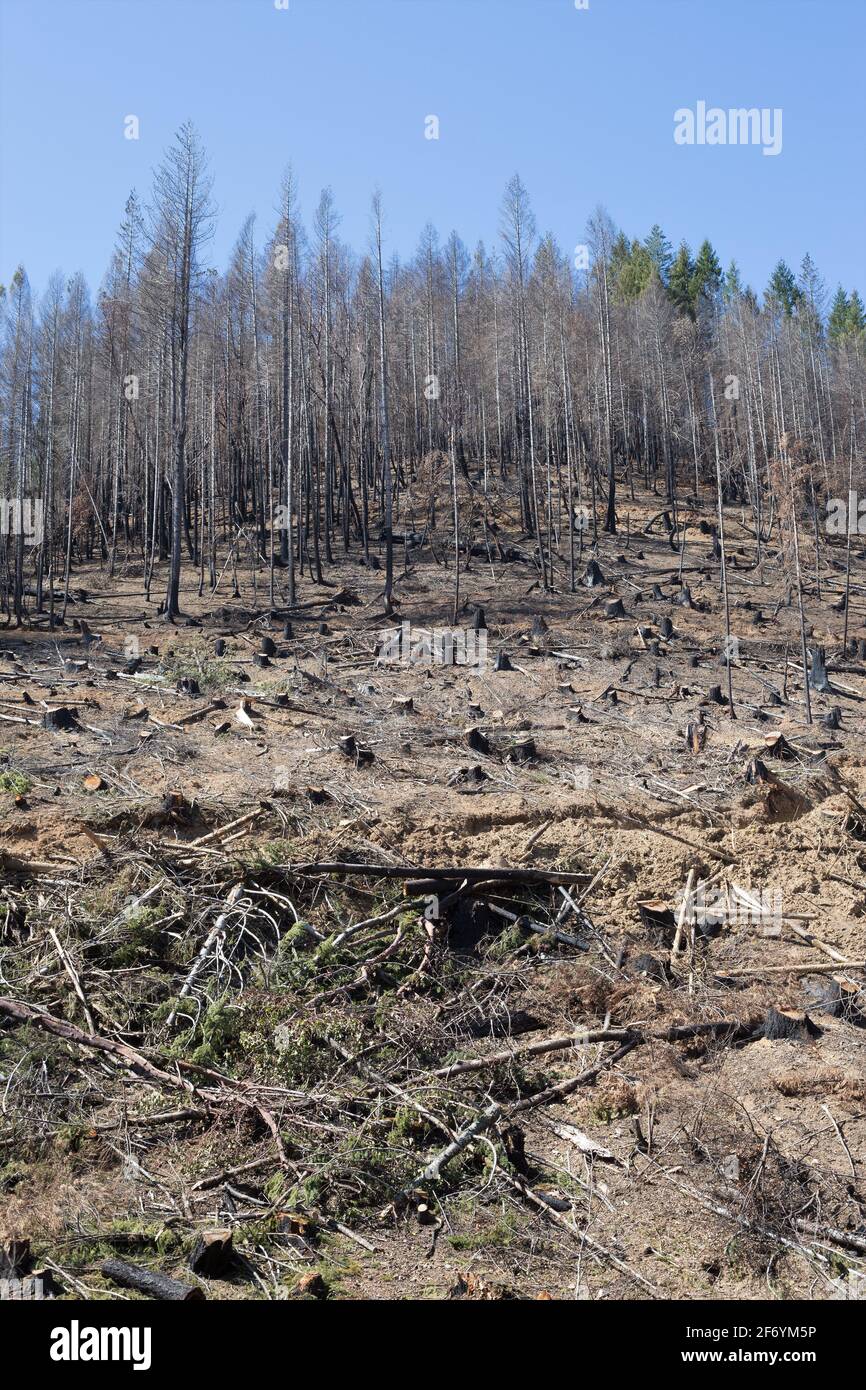 Bosque quemado eeuu fotografías e imágenes de alta resolución Alamy