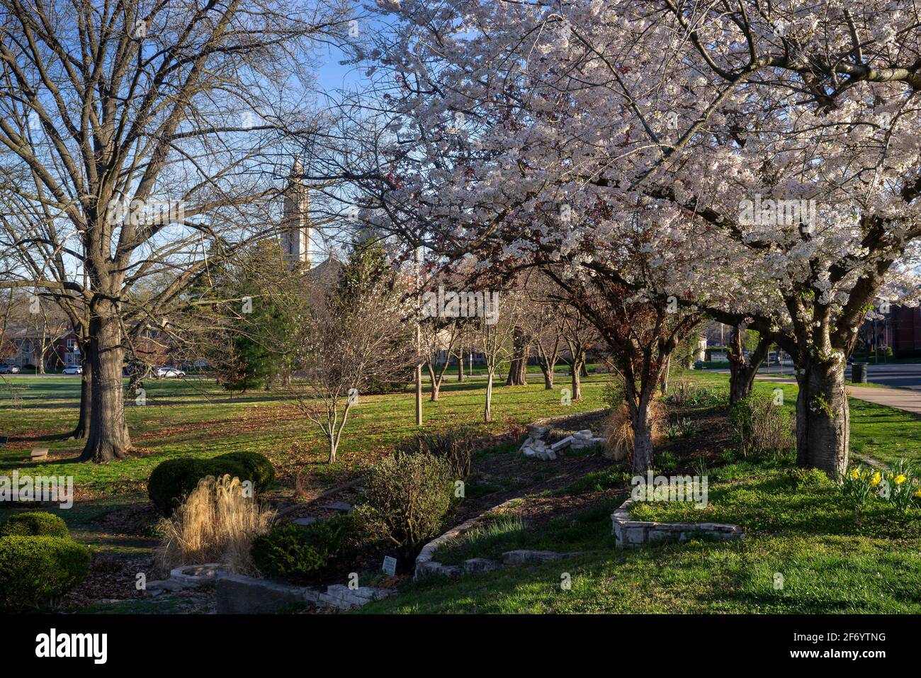 Los árboles florecen el Viernes Santo, 2 de abril de 2020 en Francis Park en St. Louis, Missouri EE.UU.. Foto de stock