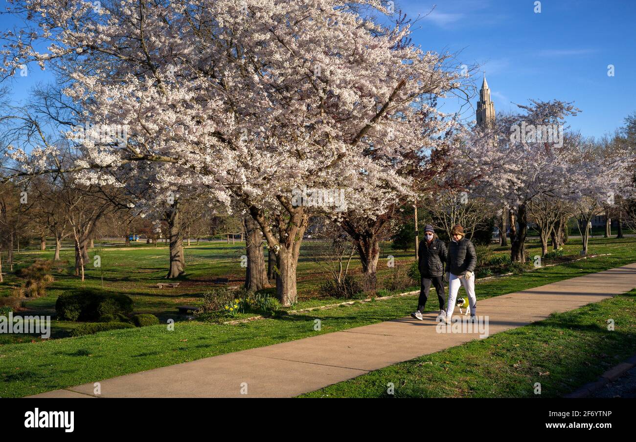 Los árboles florecen el Viernes Santo, 2 de abril de 2020 en Francis Park en St. Louis, Missouri EE.UU.. Foto de stock