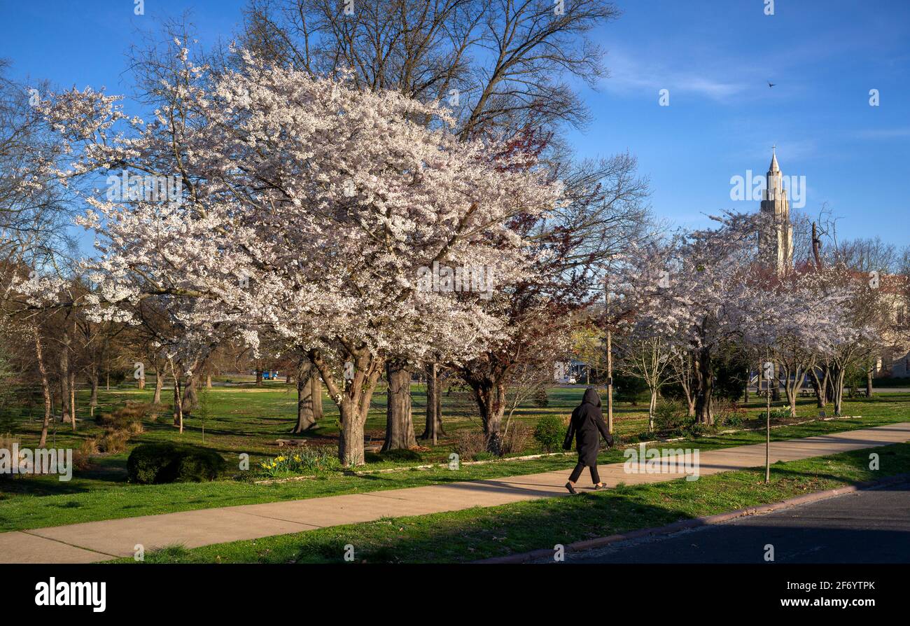 Los árboles florecen el Viernes Santo, 2 de abril de 2020 en Francis Park en St. Louis, Missouri EE.UU.. Foto de stock