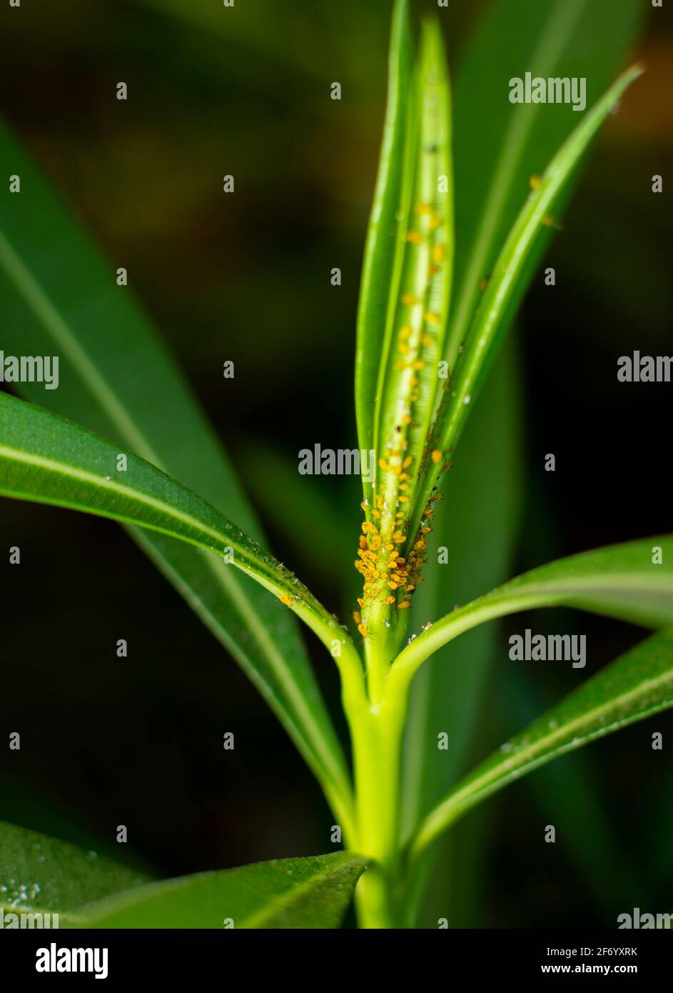Los áfidos de oleante también conocidos como áfidos de maleza de la milkweed que son peste del insecto de la planta de la milkweed. El áfido de Oleander es un insecto amarillo brillante con patas negras. Foto de stock