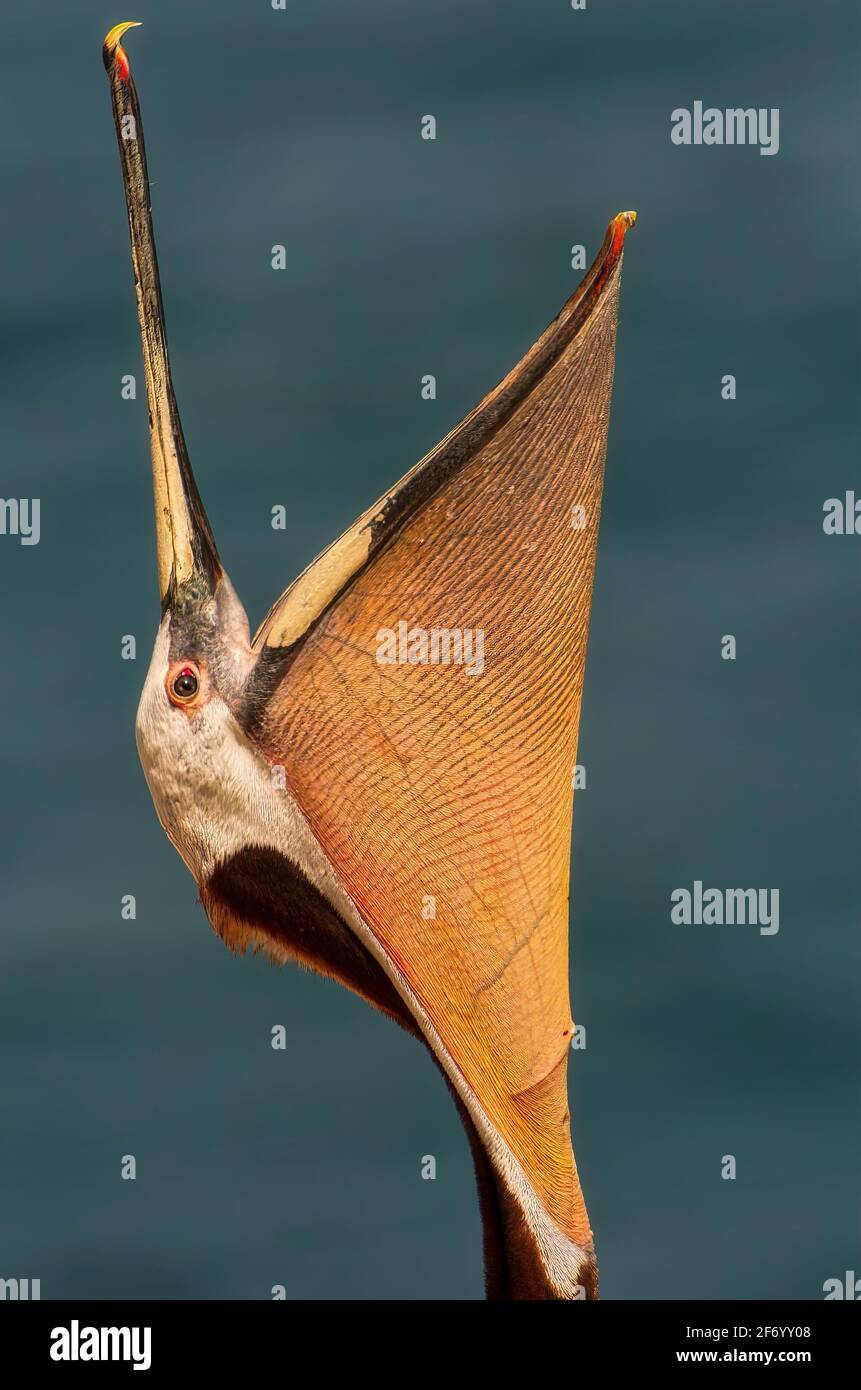Pelican marrón (Pelecanus occidentalis) mostrando la bolsa de garganta, la Jolla, California Foto de stock