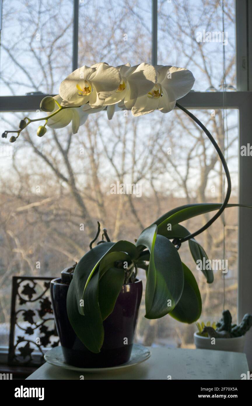 Fototropismo de planta que muestra cómo las orquídeas se doblan hacia la  luz del sol. La orquídea Phalaenopsis blanca a veces llamada 'Orquídea de  Moth' Fotografía de stock - Alamy