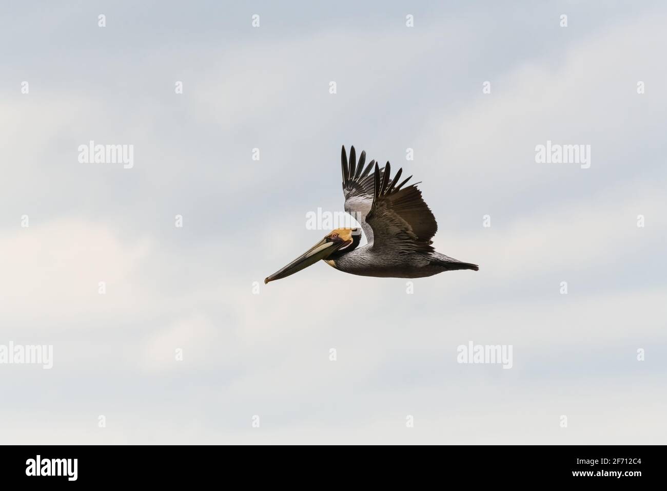 Un Pelican está volando con alas esparcidos Foto de stock