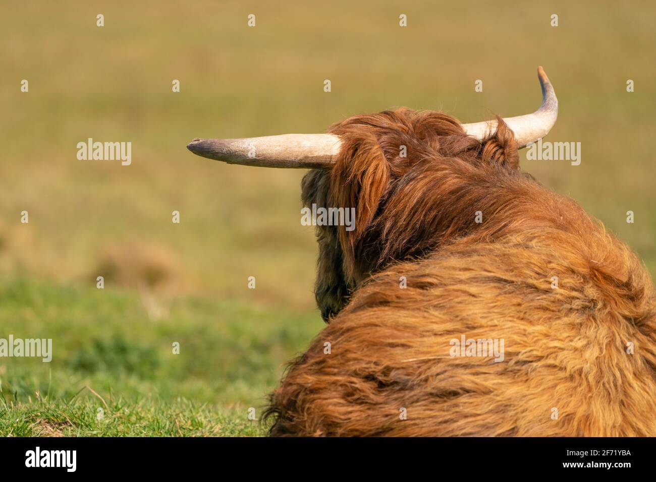 Scottish Highlander se encuentra en la hierba, en la luz del sol. La vaca tiene grandes cuernos, vistos desde atrás. Una reserva natural en los países Bajos Foto de stock