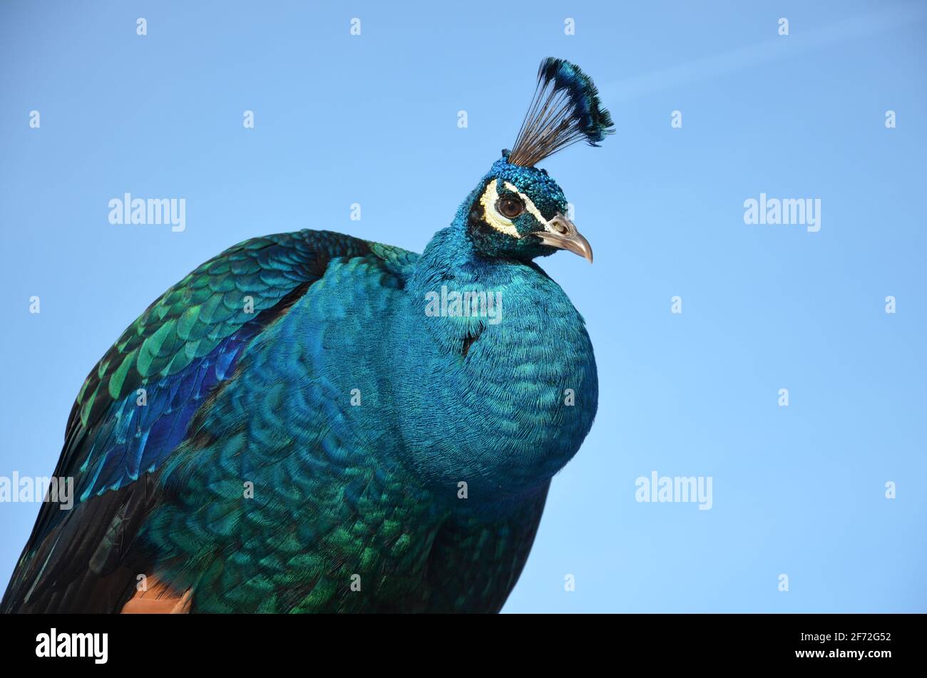 azul pavo real cerca, los pájaros azules, pavo real caminando en el ...