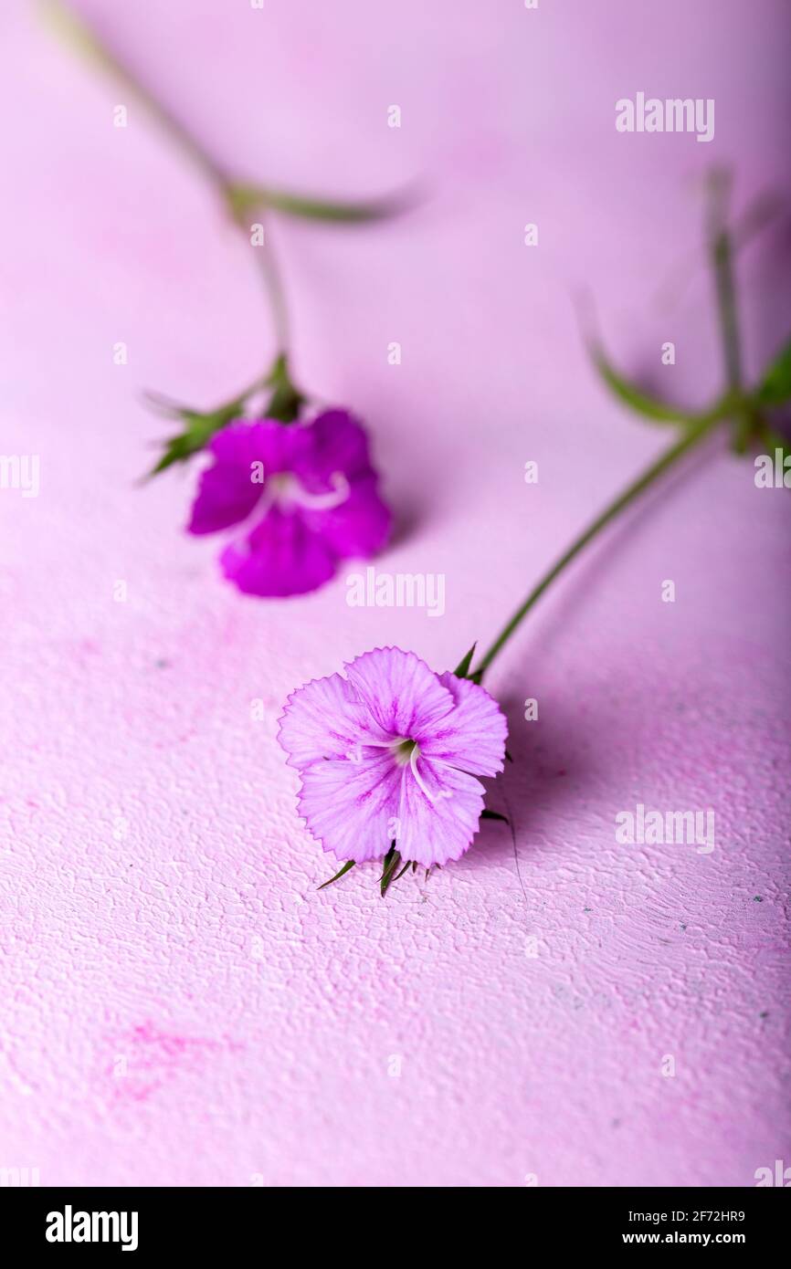 Flores dulces de color rosa y lila de william sobre fondo rosa. Enfoque  selectivo Fotografía de stock - Alamy