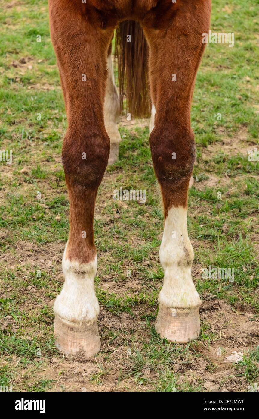 Primer plano de pezuñas de caballo y patas del antebrazo de un caballo  doméstico marrón (Equus ferus caballus) anatomía, en un pasto en el campo  en Alemania, Europa Fotografía de stock -
