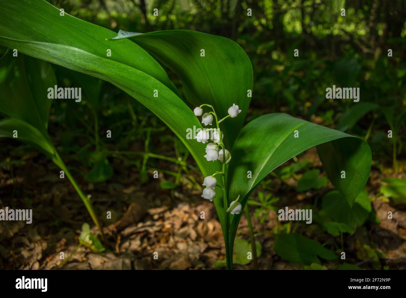 Lirio de la planta floreciendo valle en condiciones naturales a la sombra de  los árboles. Temporada de primavera, mayo Fotografía de stock - Alamy