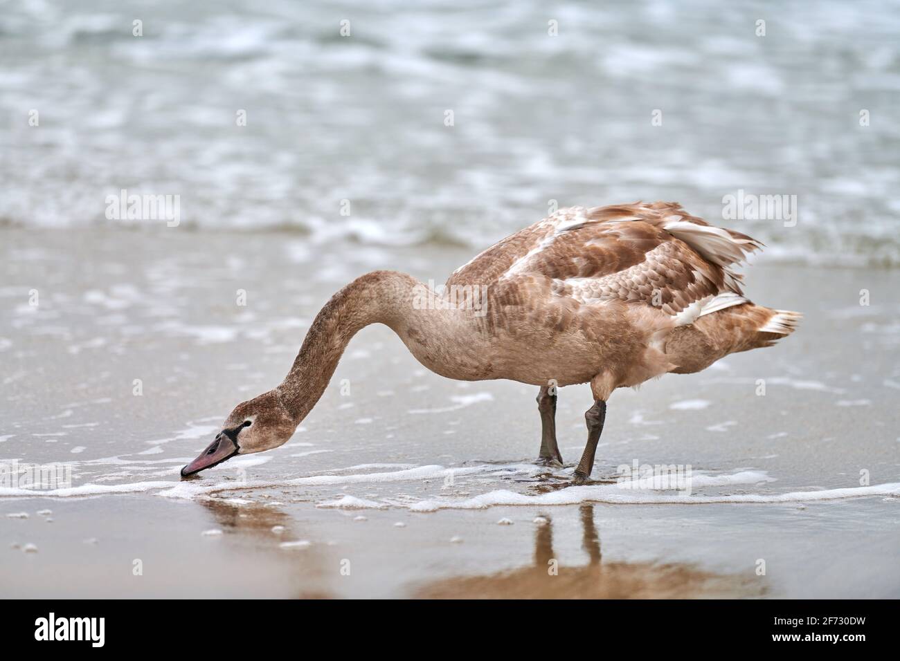 Pollito Cisne Blanco Fotos e Imágenes de stock Alamy
