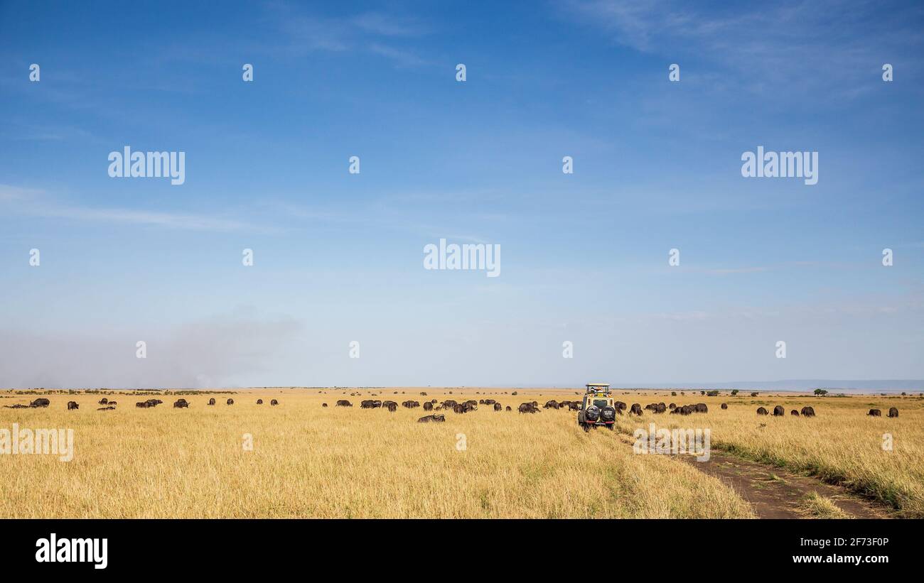 Un safari de la impulsión del juego en el desierto, Reserva de Masai Mara, Kenya Foto de stock