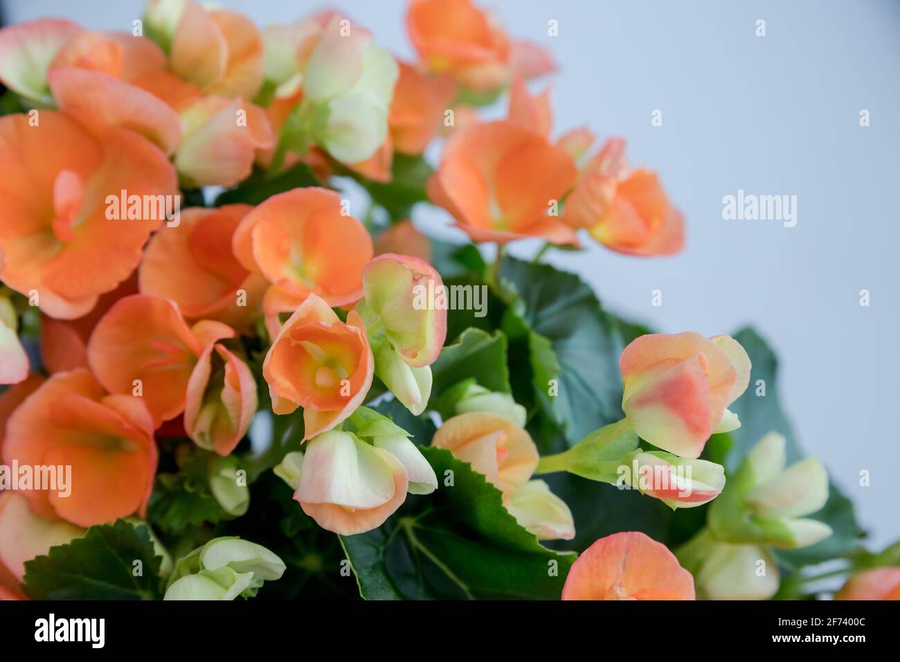 Macro floral exterior brillante de una begonia tuberosa rosa naranja  florece con poca profundidad Fotografía de stock - Alamy