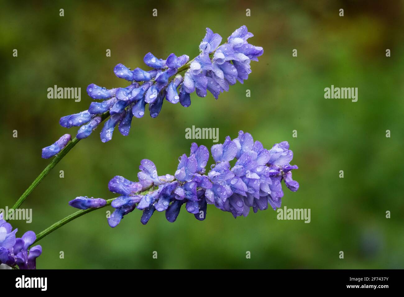 América del Norte; Estados Unidos; Alaska; Montañas de la Cordillera de Alaska; plantas; Flores silvestres; Pea de Seet Salvaje; Peavine; Hedysarum Mackenzii Foto de stock