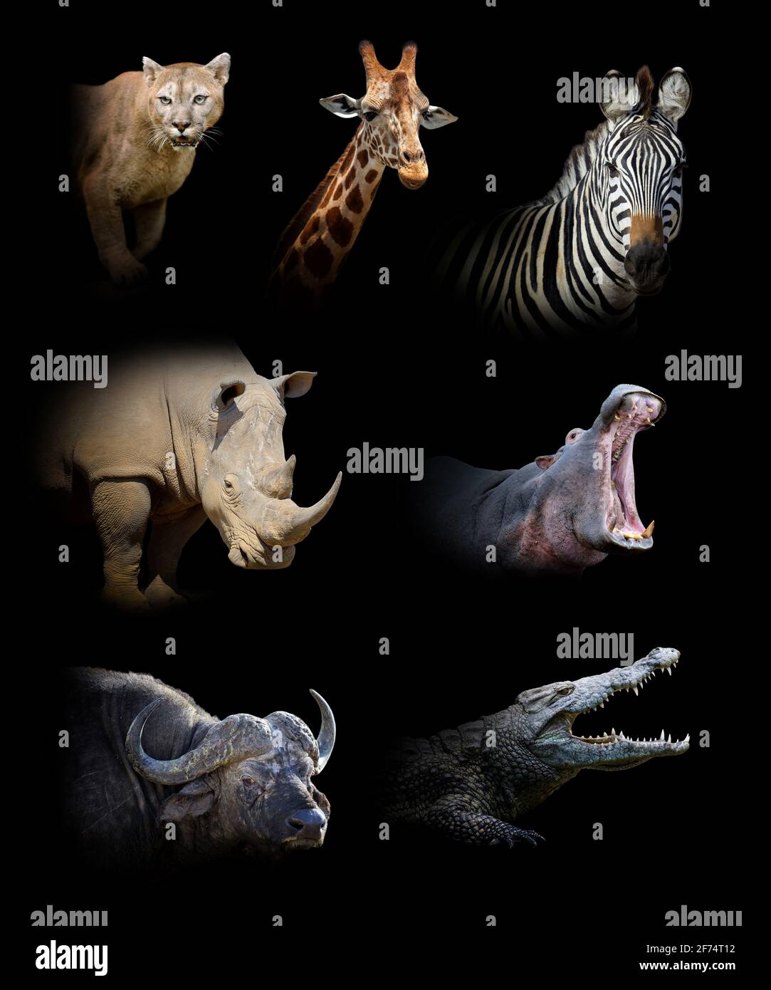 Conjunto de siete animales salvajes aislados sobre fondo negro Foto de stock
