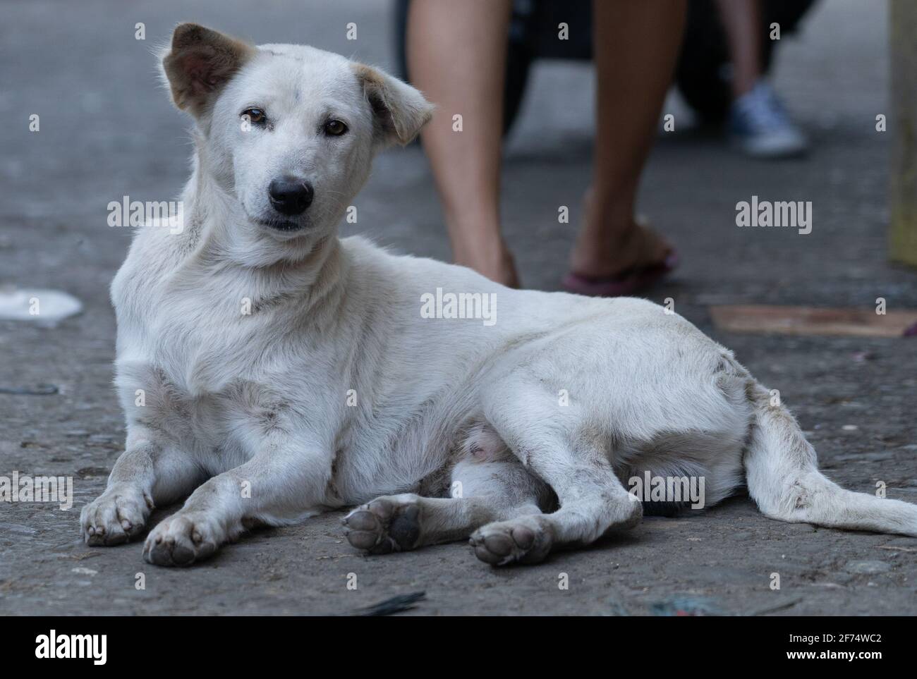 Un perro sentado y mirando hacia la cámara en un área de mercado, Cebu City, Filipinas Foto de stock