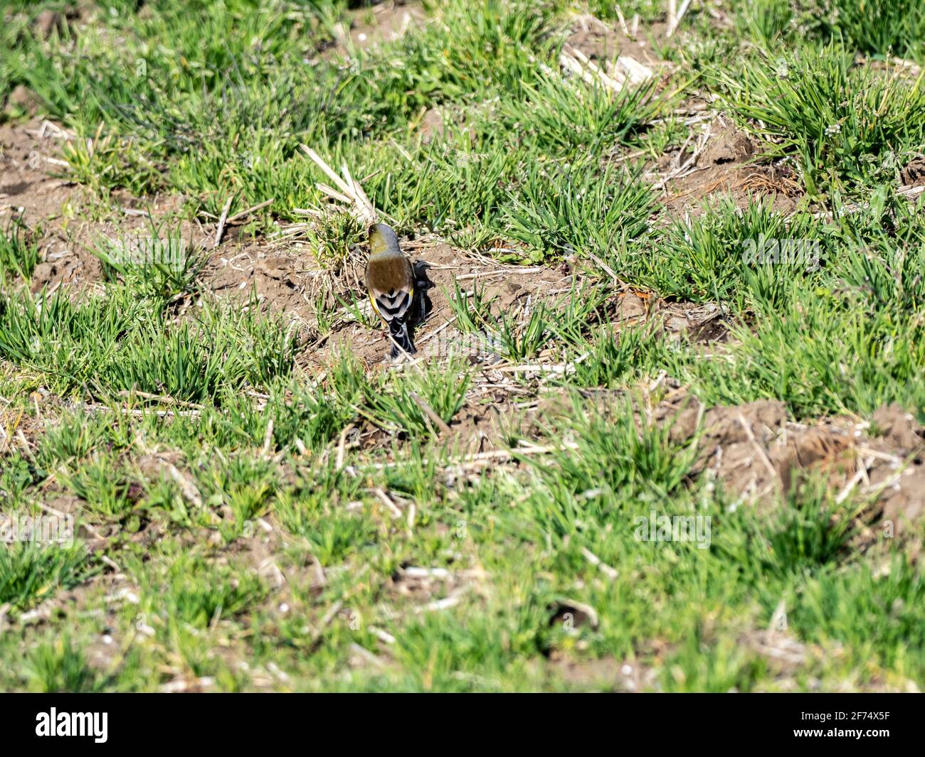 Un verde oriental, Chloris sinica, o verdfinch con tapa gris, se encuentra en un campo de arroz cubierto de hierba vacío en invierno cerca de Yokohama, Japón. Foto de stock