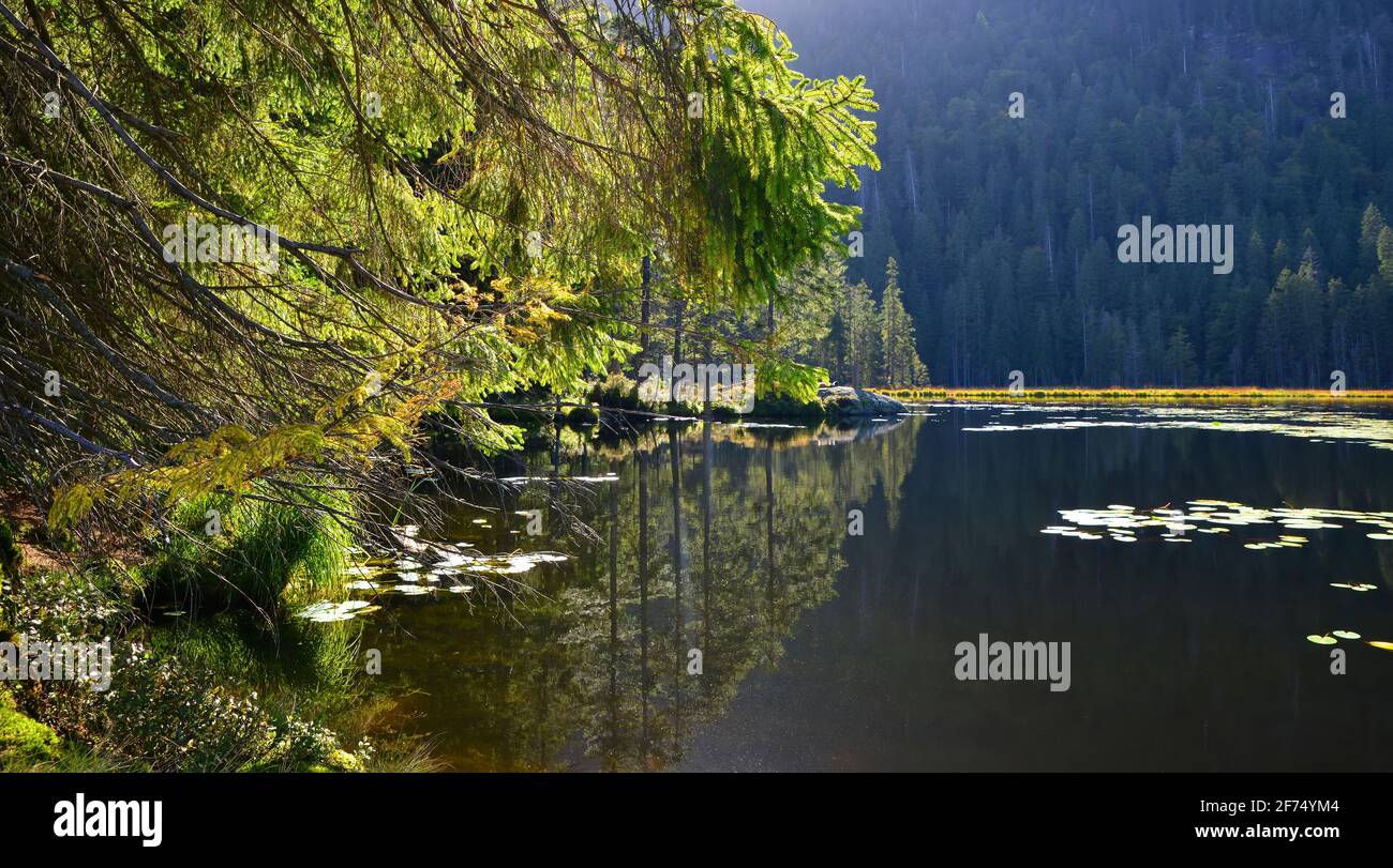 Lago de Moraine Grosser Arbersee en el Parque Nacional Bosque Bávaro. Alemania. Foto de stock