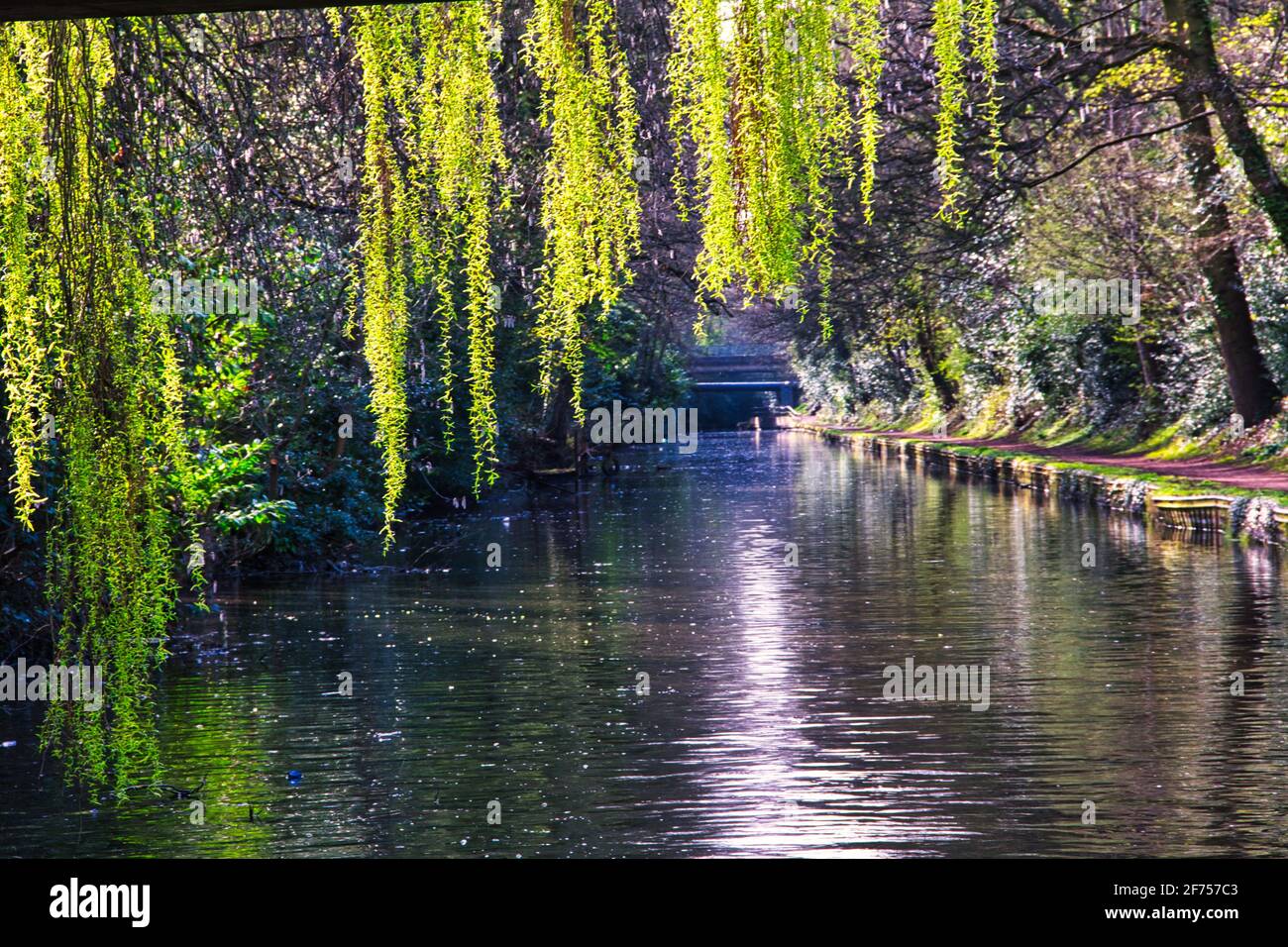 Agua de sauce llorón fotografías e imágenes de alta resolución Alamy