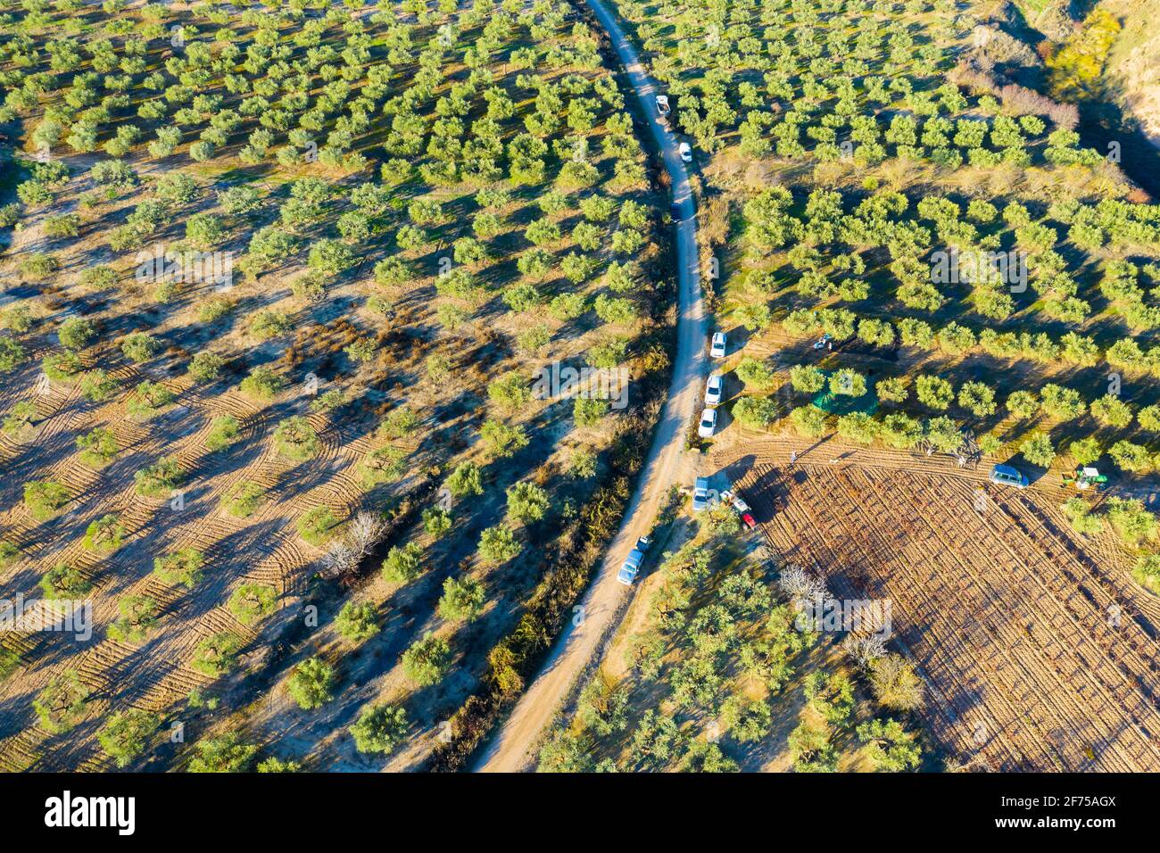 Vista aérea de una finca con olivos. Foto de stock