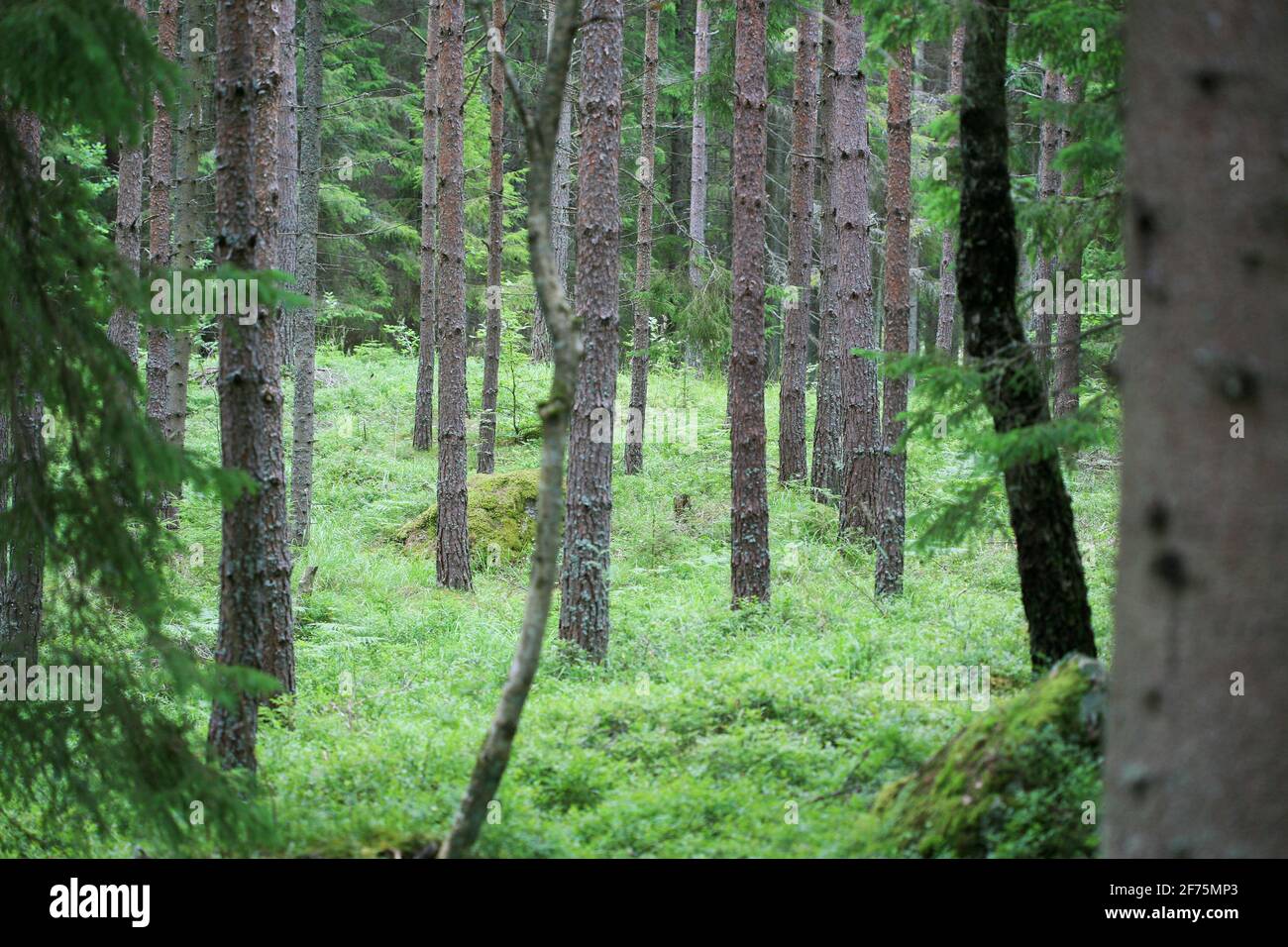 Bosque con árboles de coníferas Foto de stock