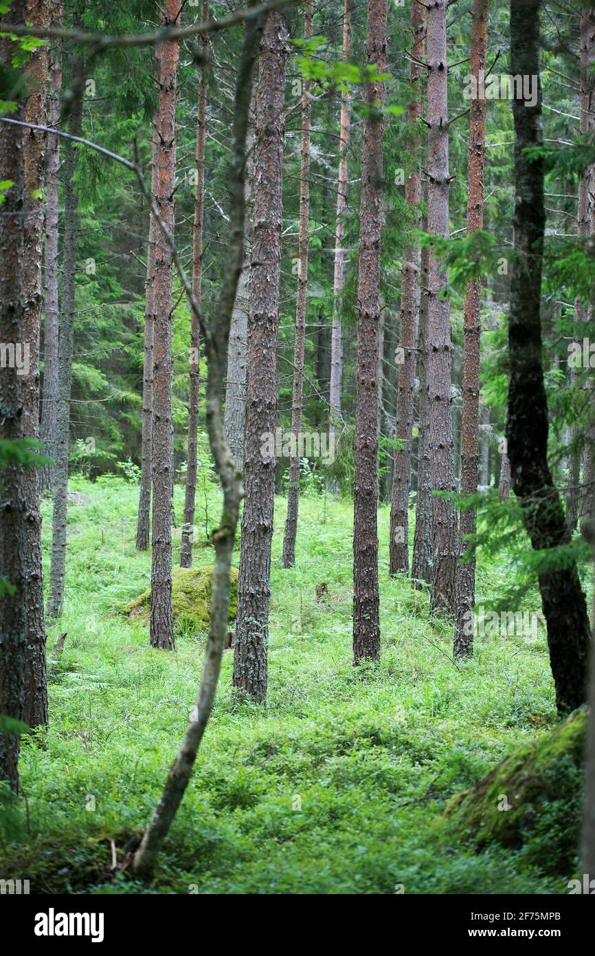 Bosque con árboles de coníferas Foto de stock
