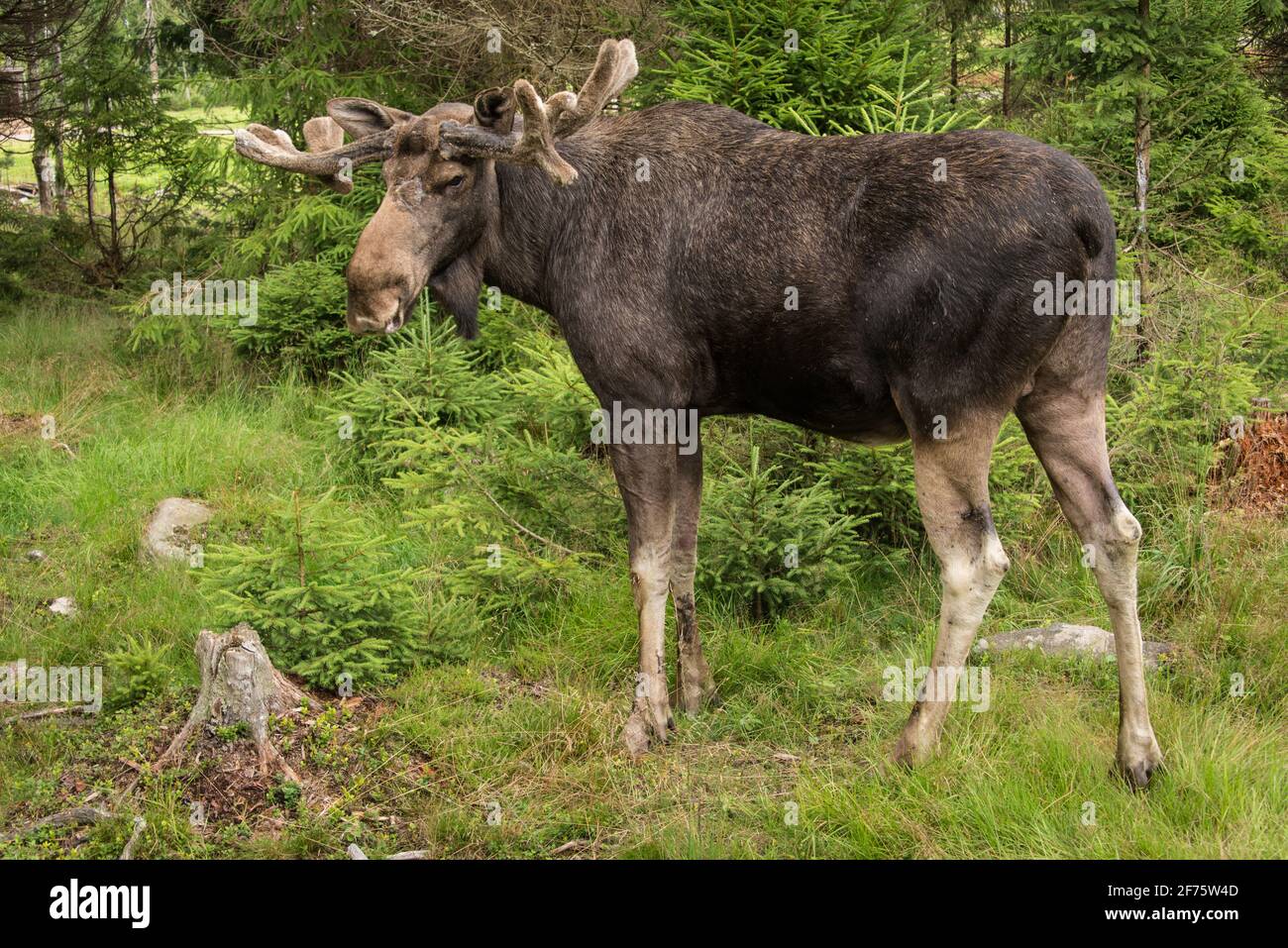 Elchbulle en einem Wildpark en Schweden - alce de toro en Un parque de vida silvestre en Suecia Foto de stock