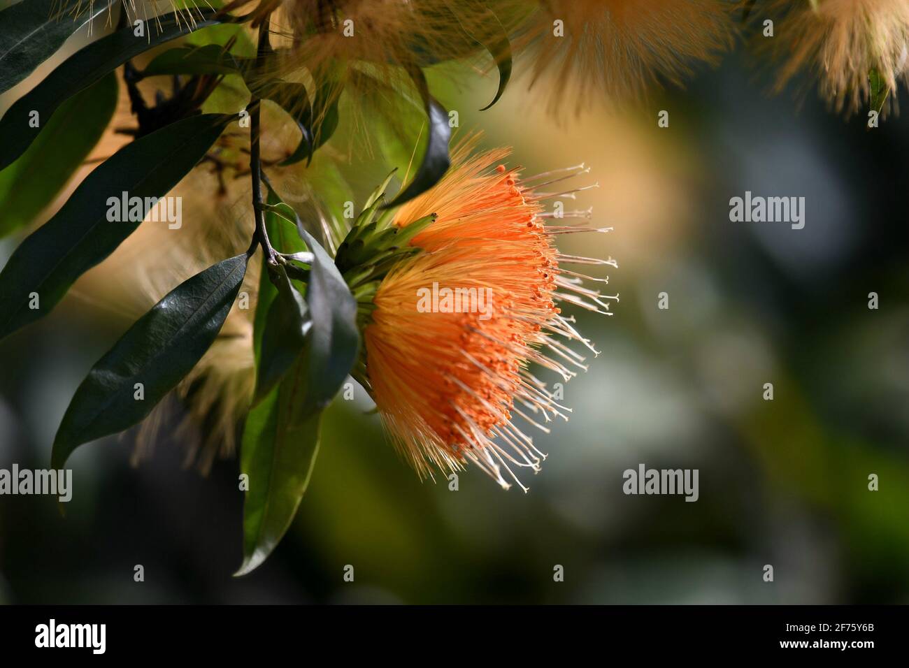 Stifftia chrysantha (PomPom) Un árbol tropical de la sabana con  espectaculares flores doradas-anaranjadas exóticas sobre un fondo verde  natural Fotografía de stock - Alamy
