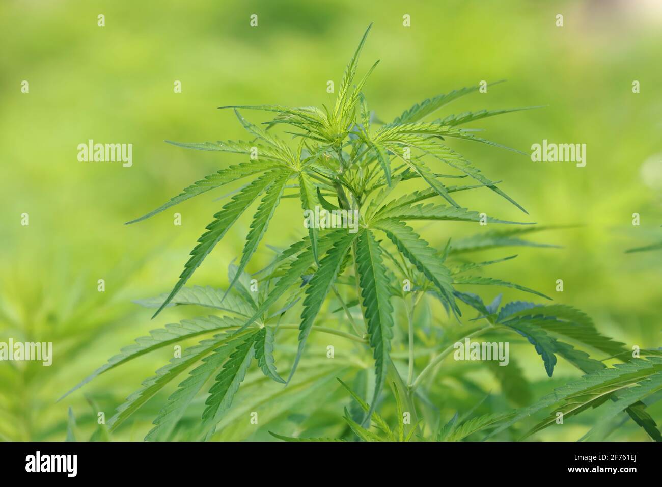 Planta de cannabis de primer plano (cannabis sativa) sobre fondo verde Foto de stock