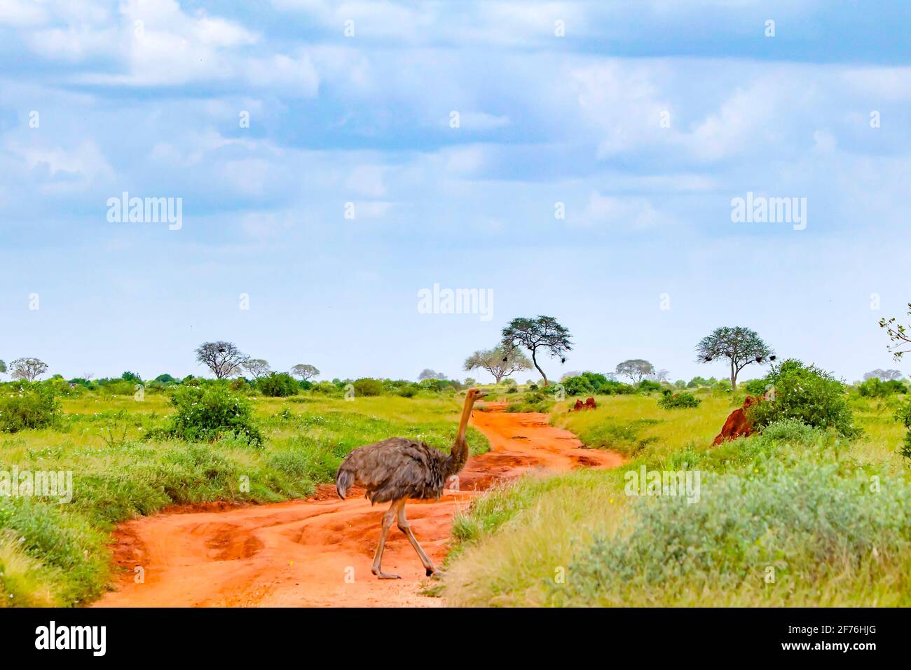 Foto de cerca de un avestruz se encuentra en un camino de tierra en medio de un safari en Tsavo este de Kenia. Es una foto de vida silvestre de África. Foto de stock